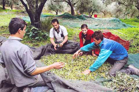 Picking-The-Olives
